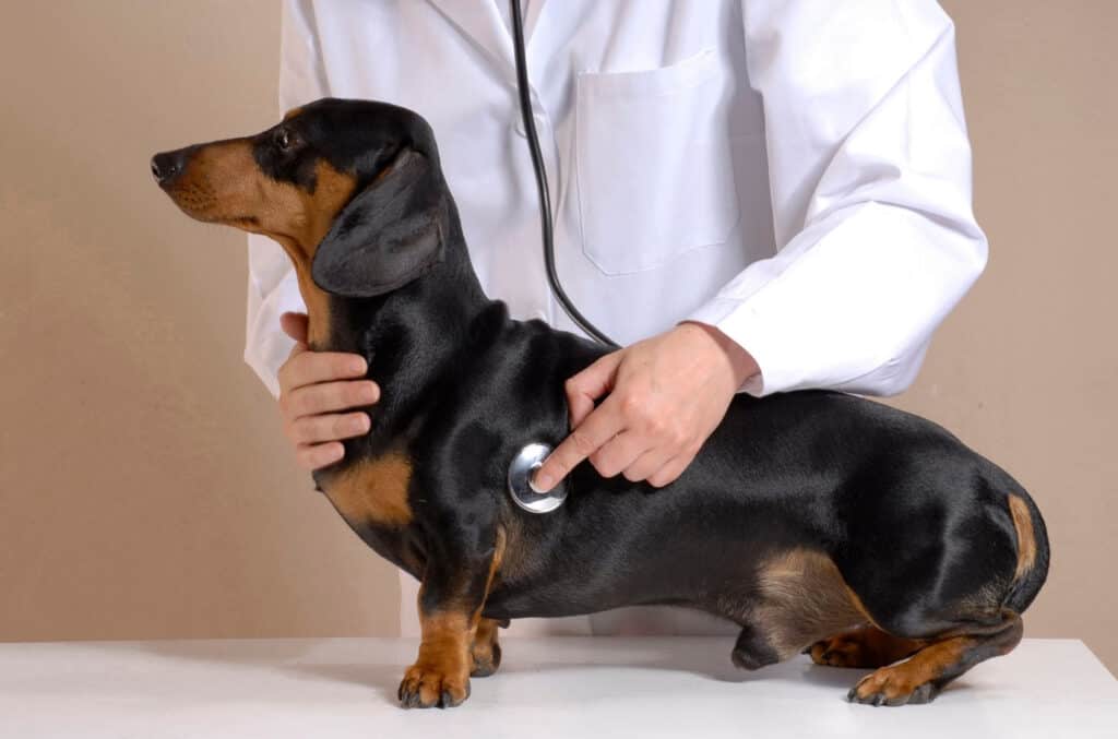 Hund som er til veterinæren fordi den har hundeforsikring